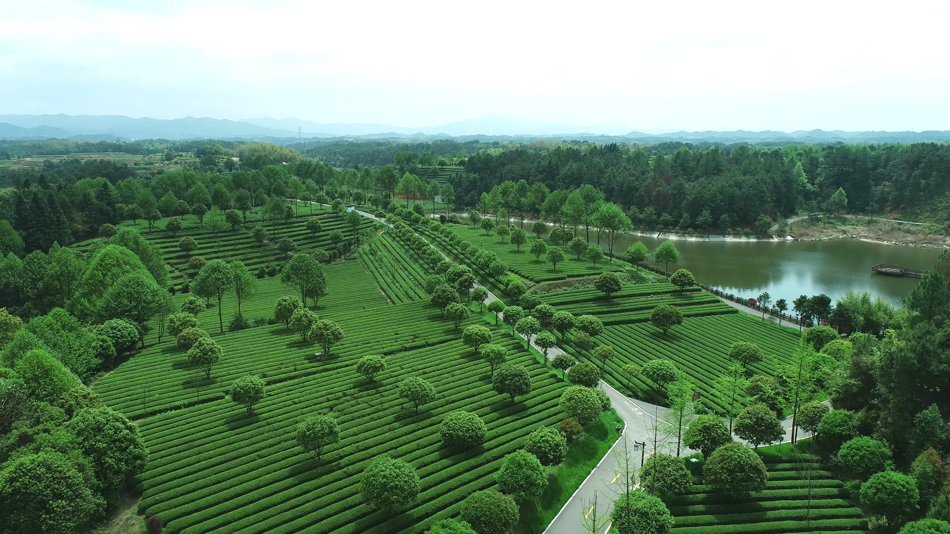 6-标准化茶园.jpg 6-标准化茶园.jpg