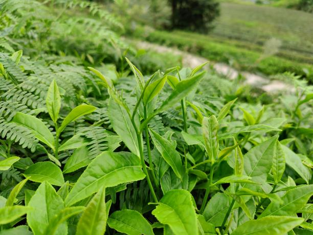 KY平台-KY（中国）一站式服务平台10号（80-80-18）